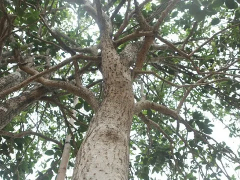 Loại cây sánh ngang lan đột biến của Việt Nam: Đại gia sẵn lòng vác bao tải tiền, gán thêm ô tô để mua