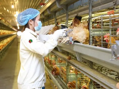 Không còn kinh doanh dưới giá vốn, Dabaco báo lãi tăng vọt