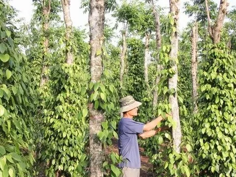 Vượt qua mọi đối thủ, một mặt hàng giúp Việt Nam 'làm trùm' tại Mỹ: Chiếm trọn 80% thị phần, thu về hơn 200 triệu USD từ đầu năm