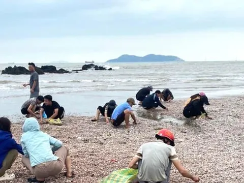 'Lộc biển' dạt vào trắng bờ cát, người dân đua nhau nhặt về ăn