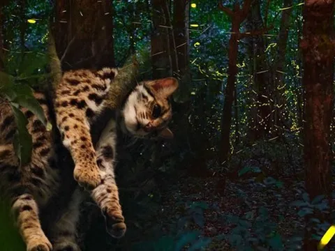 HOT: Vườn quốc gia Cúc Phương mở tour đêm đi ngắm đom đóm và xem động vật hoang dã giữa rừng