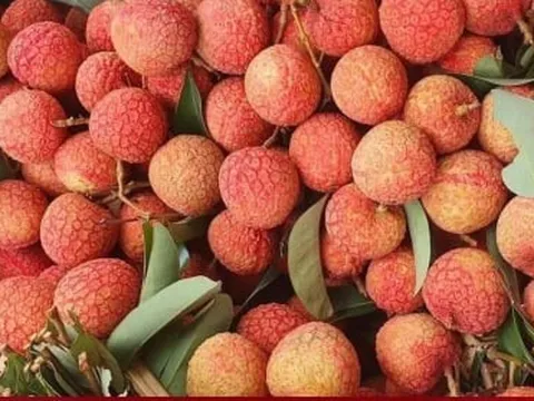 Vải u hồng chín sớm, giá cao ngất hơn 100.000 đồng/kg vẫn hút khách