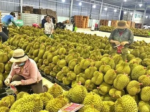 Biến động giá sầu riêng: Xuất khẩu tăng cao, càng lo chất lượng