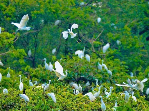 Người phụ nữ miền Tây hơn 40 năm đi làm mướn kiếm tiền mua đất nuôi hàng vạn con cò, nay trở thành điểm đến du lịch không thể bỏ qua tại Cần Thơ