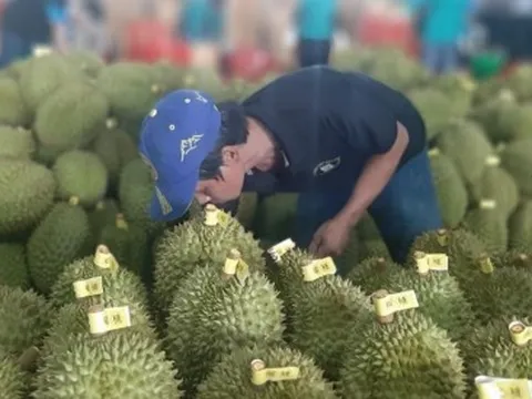 Tiền Giang: Sầu riêng ít trái, giá giảm