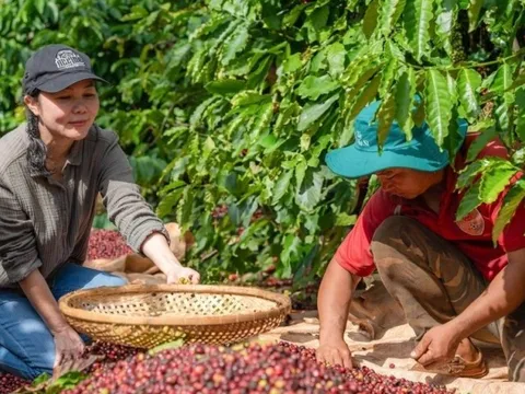 Giá cà phê giảm cực mạnh ở trạng thái "rơi tự do"