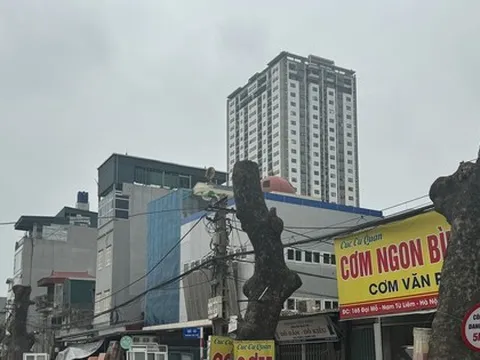 Hàng xà cừ cổ thụ buộc phải cắt ngọn, đánh chuyển trên đường 70 kéo dài