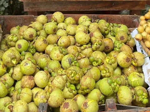 Măng cụt gọt sẵn vẫn đắt đỏ dù món gỏi gà măng cụt hết "hot"