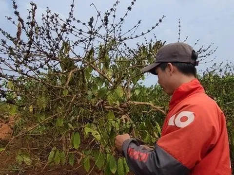 Đắk Lắk: Rệp sáp phát sinh, gây hại trên nhiều diện tích cà phê
