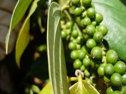 Giá nông sản hôm nay 7/5: Xuất khẩu tiêu khởi sắc; nha đam, mướp hương “cháy hàng”