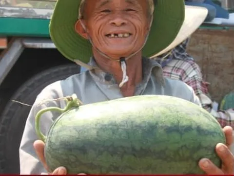 Nông dân 'thủ phủ' dưa hấu ở Quảng Nam thắng lớn nhờ được mùa, được giá