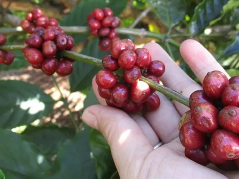 Giá cà phê trong nước tiếp tục giảm sốc
