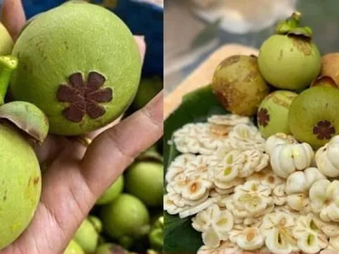 Măng cụt xanh lại sốt xình xịch, giá nửa triệu đồng/kg