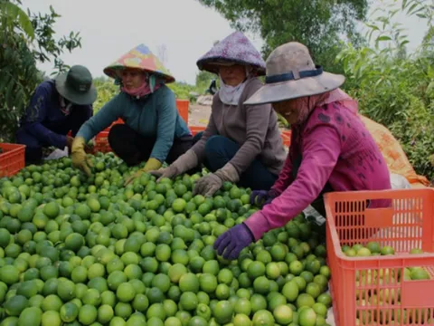 Giá nông sản hôm nay 8/5: Chanh tại vườn giá cao, hồ tiêu biến động
