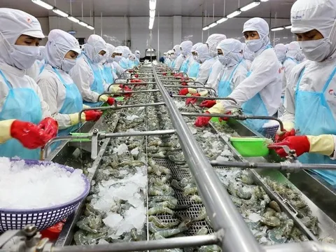 Thủy sản Minh Phú: Lãi tăng vọt vẫn chưa đạt nổi 1% kế hoạch năm