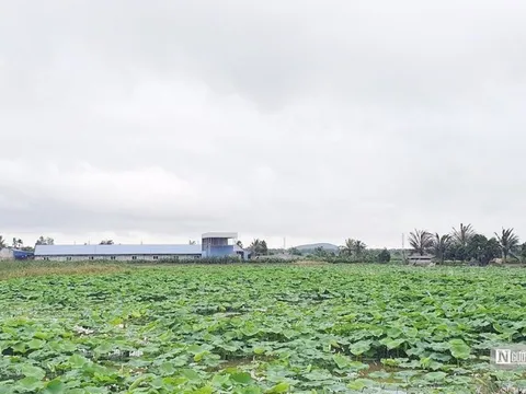 Hải Phòng: Giảm 300 ha ruộng bỏ hoang nhờ tích tụ ruộng đất