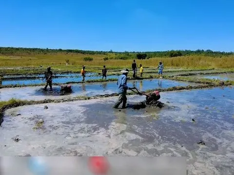 Định trồng lúa nước mùa khô, trang trại người Việt tại Angola điêu đứng
