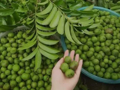 Giá nông sản hôm nay 10/5: Cà phê lấy lại đà, sầu riêng tăng trưởng khá, sấu non đầu mùa đắt hàng