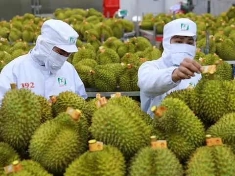 Xuất khẩu rau quả "vào đà": Để sầu riêng Việt Nam ngày càng đi xa hơn