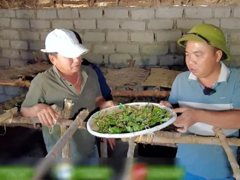 Trang trại tằm Việt Nam tại châu Phi sắp được thu hoạch bỗng gặp biến cố chết hàng loạt, ông chủ cầu cứu