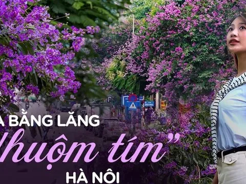 Từ đường phố Hà Nội tới MXH đều ngập sắc tím bằng lăng: Năm nào cũng nở nhưng năm nay bỗng phủ sóng khắp mọi mặt trận
