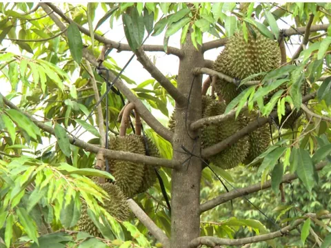 Bình Phước: Sầu riêng chết hàng loạt chưa rõ nguyên nhân