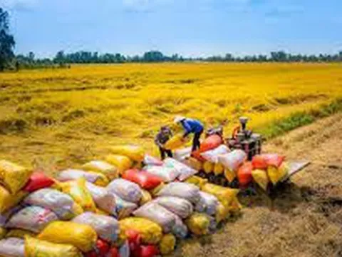 Thị trường khan hàng, giá cả neo cao: Cơ hội "vàng" cho gạo Việt bứt phá