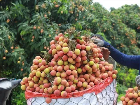 Giá vải thiều xuất khẩu sẽ tăng