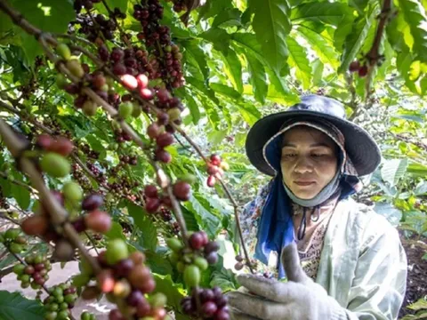 Cà phê dự kiến tăng mạnh: Xuất khẩu năm 2024 có thể đạt mức 5 tỷ USD