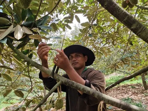 Sầu riêng rụng la liệt vì 'khát' nước, 'sốc' nhiệt