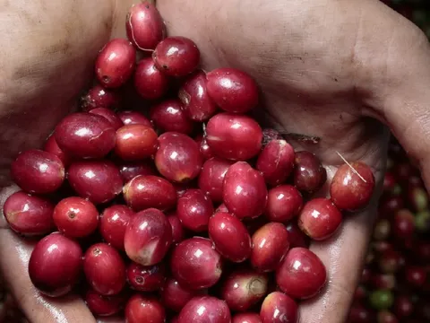 Việt Nam mới có thêm một loại cà phê đặc sản, vừa "chào sân" ở Mỹ đã cháy hàng sau 2 ngày