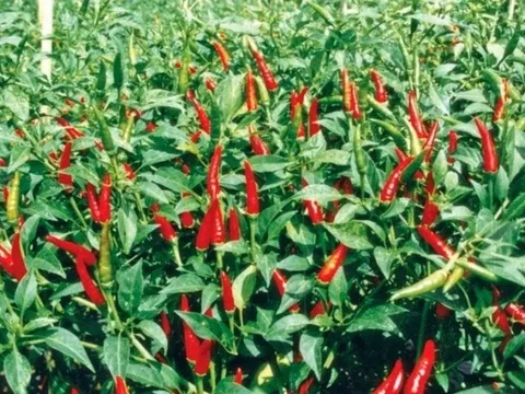 Giá nông sản hôm nay 15/5: Giá ớt tăng cao, sầu riêng biến động, bơ 034 rớt giá