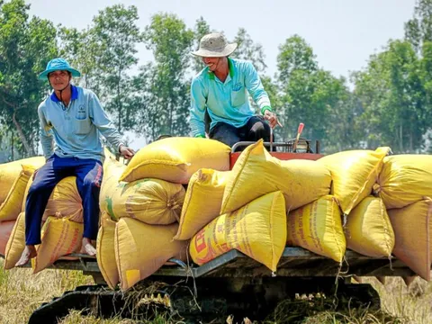 Tiêu thụ gạo toàn cầu năm 2024 dự báo ở mức kỷ lục: Cơ hội "vàng" cho gạo Việt bứt phá