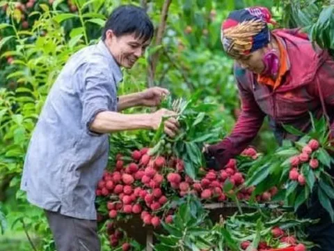 Bắc Giang bắt đầu thu hoạch vải thiều, giá tại vườn khoảng 35.000 đồng/kg