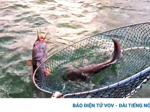 Giăng câu không cần mồi, bắt đủ thứ tôm cá ở Cà Mau