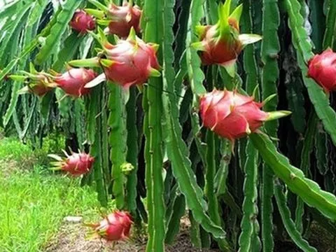 Giá nông sản hôm nay 16/5: Sầu riêng tăng nhẹ, thanh long được giá, cà phê quay đầu giảm