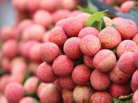 Vải chín sớm được giá, nông dân lãi cao