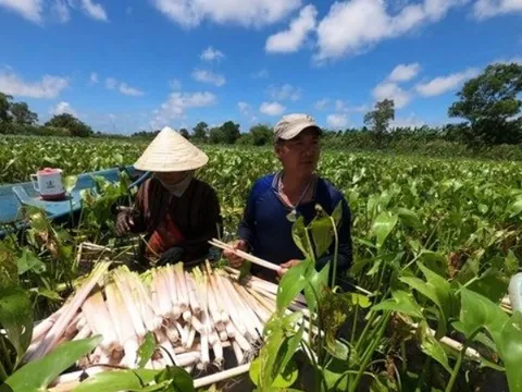 Giá nông sản hôm nay 17/5: Vải thiều Tân Yên hút khách, hoa cúc Đà Lạt giá cao, ngô giảm