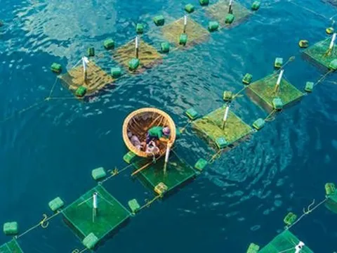 Mang về gần 3 tỷ USD trong 4 tháng đầu năm, báu vật dưới nước của Việt Nam nhận tin vui từ khách sộp - hứa hẹn hái ra tiền trong tương lai