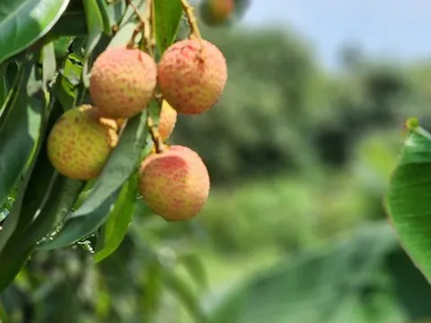 Vải thiều chín sớm giá gấp đôi năm ngoái