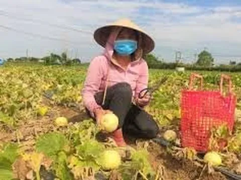 Giá nông sản hôm nay 21/5: Nhãn trái vụ giá cao, dưa lê Nghệ An đắt hàng, sầu riêng đà tăng