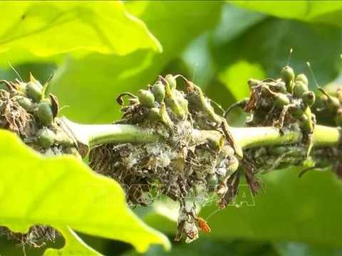 Hạn hán, sâu bệnh ảnh hưởng nặng tới năng suất cây cà phê