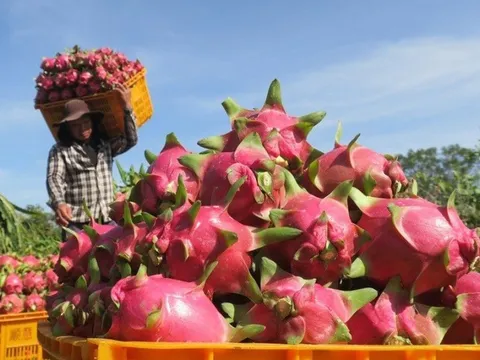 Giá nông sản hôm nay 22/5: Ớt tăng nhẹ, cao su biến động trái chiều, thanh long Bình Thuận giá cao