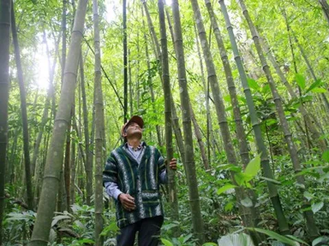 Cây tre Thanh Hóa háo hức thoát nghèo