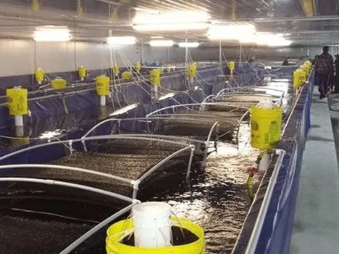 'Mỏ vàng' này đưa Việt Nam trở thành nước xuất khẩu thứ 2 thế giới: Thu gần 1 tỷ USD trong 4 tháng, Trung Quốc, châu Âu đều mạnh tay săn lùng