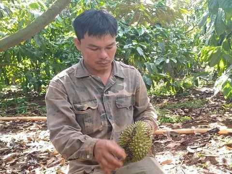 Vườn cây tiền tỷ liên tiếp bị phá hoại