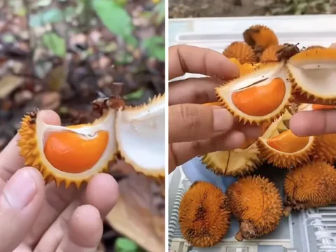 Xuất hiện loại sầu riêng tí hon nhưng đầy ắp múi khiến nhiều người xuýt xoa: "Đúng là trái dành riêng cho người hết tiền mà"