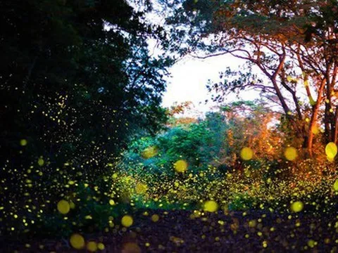 Rợp trời đom đóm lấp lánh tưởng như trong cổ tích hóa ra ngay Đồ Sơn