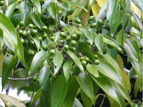 Cây quý từ Trung Quốc đưa sang giúp Việt Nam xuất khẩu đứng đầu thế giới: Chỉ dưới 10 quốc gia sở hữu, nước ta nắm 1/3 kim ngạch toàn cầu