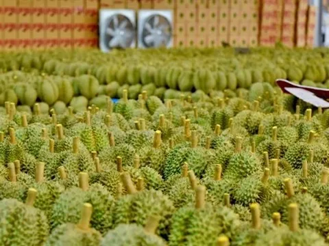 "Vàng trên cây" của Việt Nam bất ngờ ăn nên làm ra khi giá tại Trung Quốc lao dốc, Thái Lan có nguy cơ phải nhường lại ngôi vương xuất khẩu